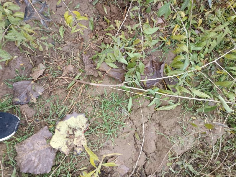 红枸杞苗一年生的0.4以上的量大欢迎下单