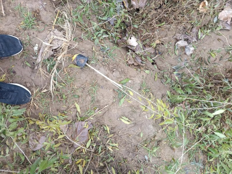 红枸杞苗一年生的0.4以上的量大欢迎下单