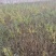 红枸杞苗一年生的0.4以上的量大欢迎下单