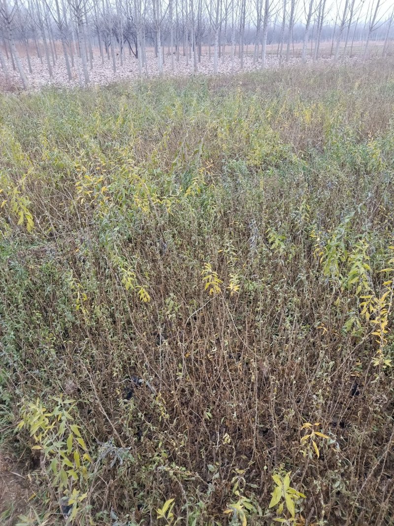红枸杞苗一年生的0.4以上的量大欢迎下单