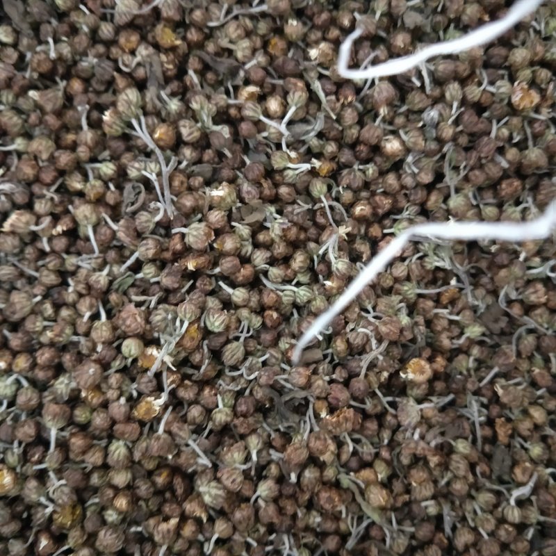 茶菊