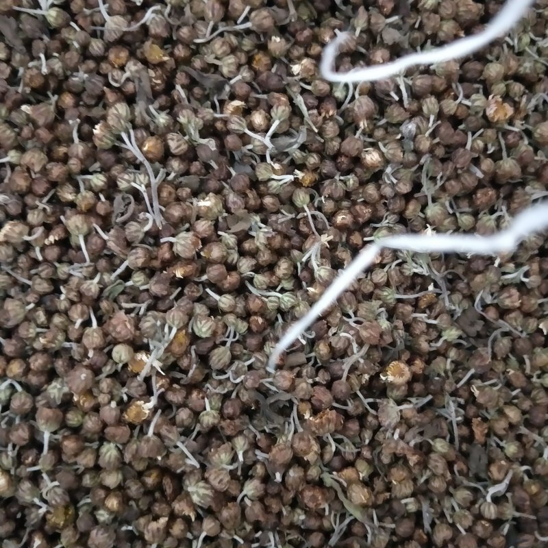 茶菊