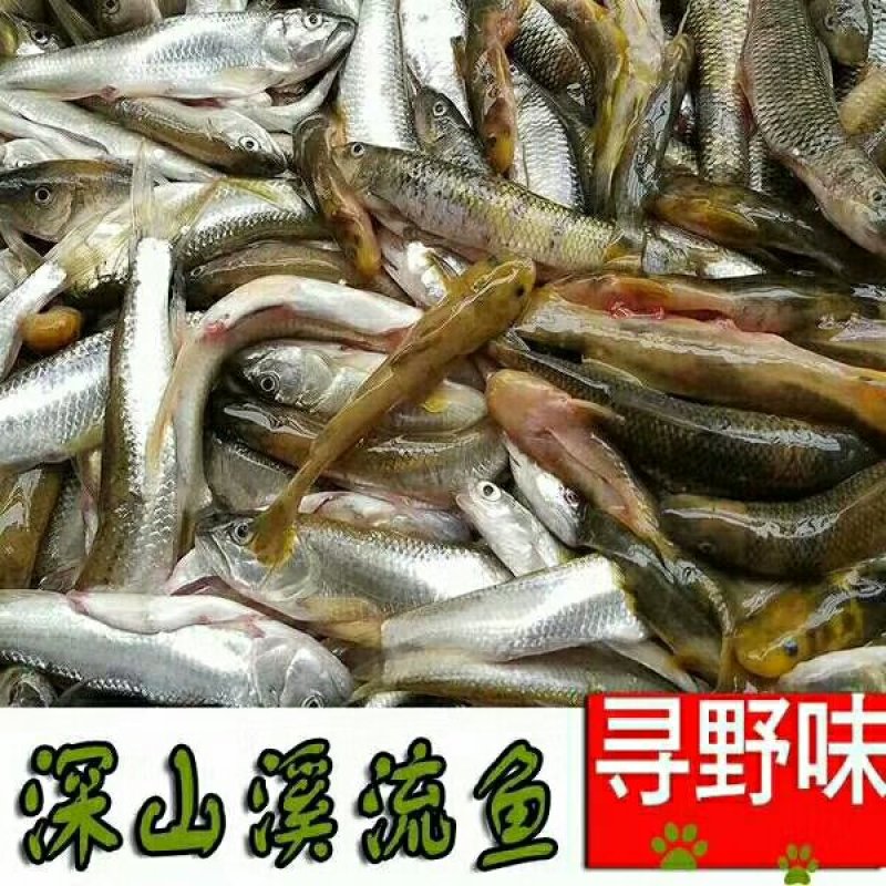 野生小白鱼