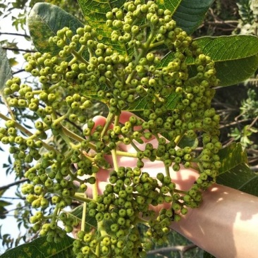 吴茱萸苗