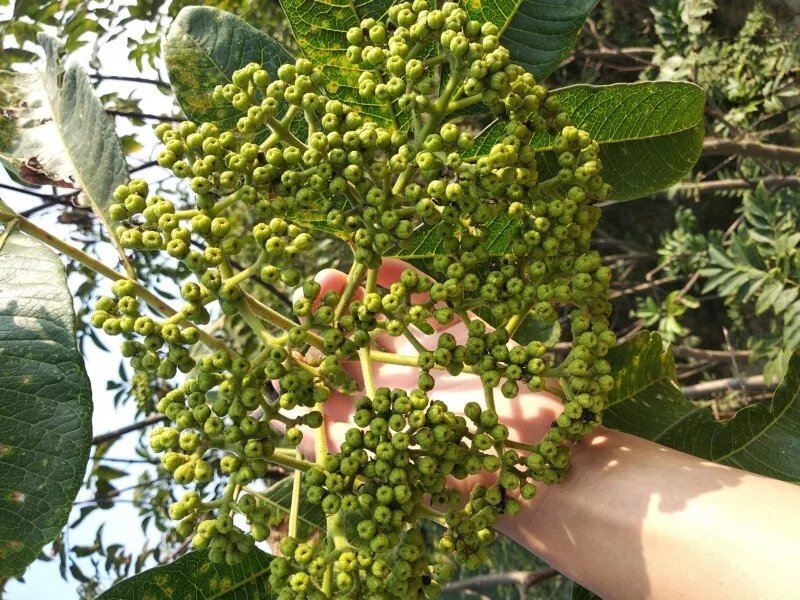 吴茱萸苗
