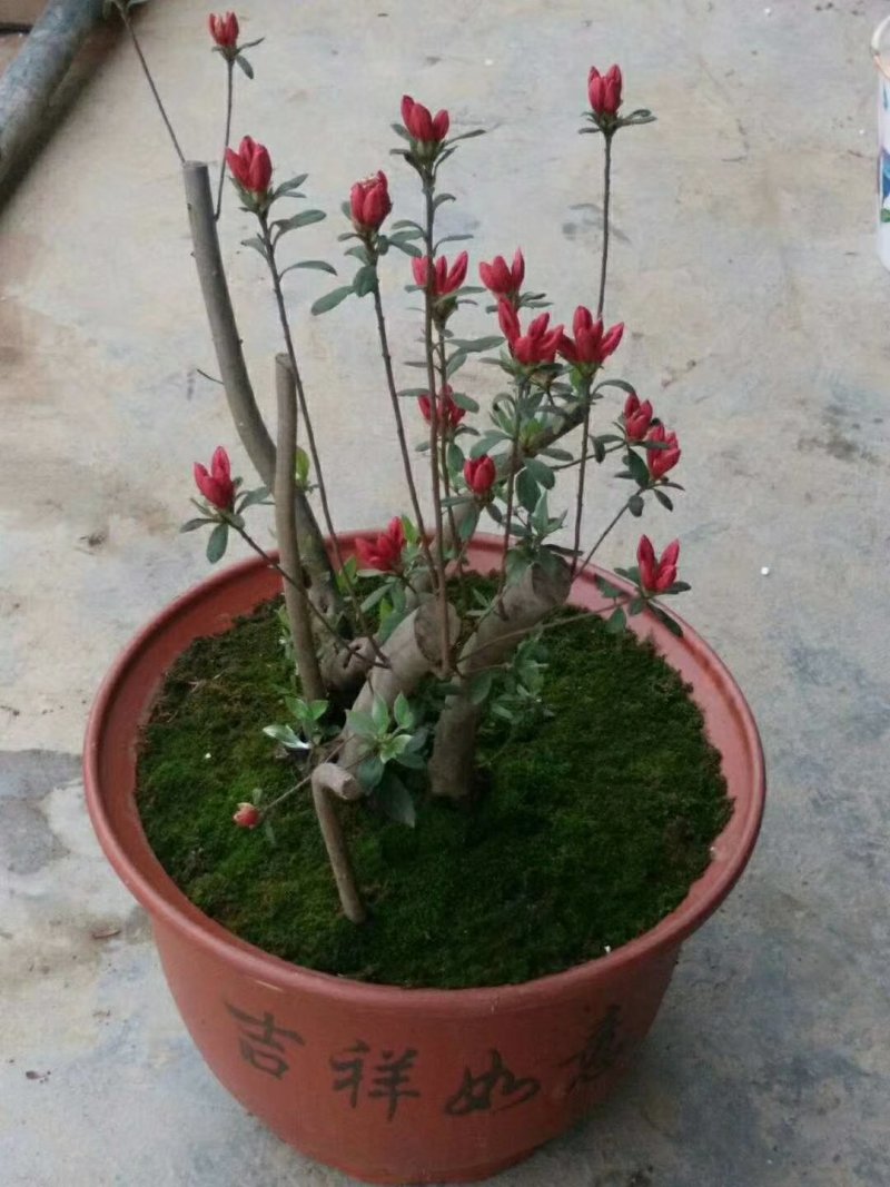 大量出售映山红树桩价格美丽