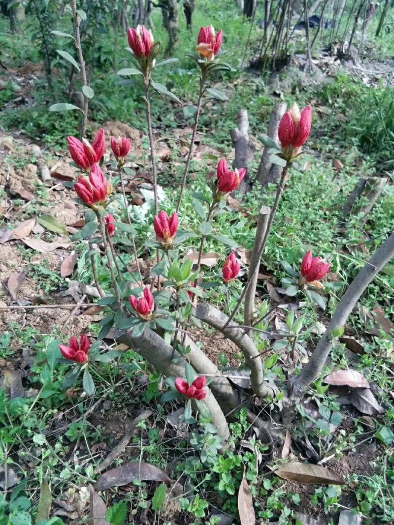 大量出售映山红树桩价格美丽