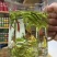 安吉白茶清香回甘雨前茶经济口粮茶