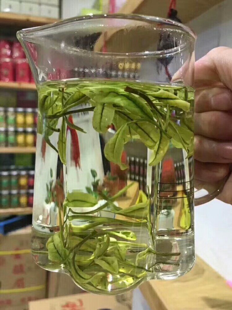 安吉白茶清香回甘雨前茶经济口粮茶