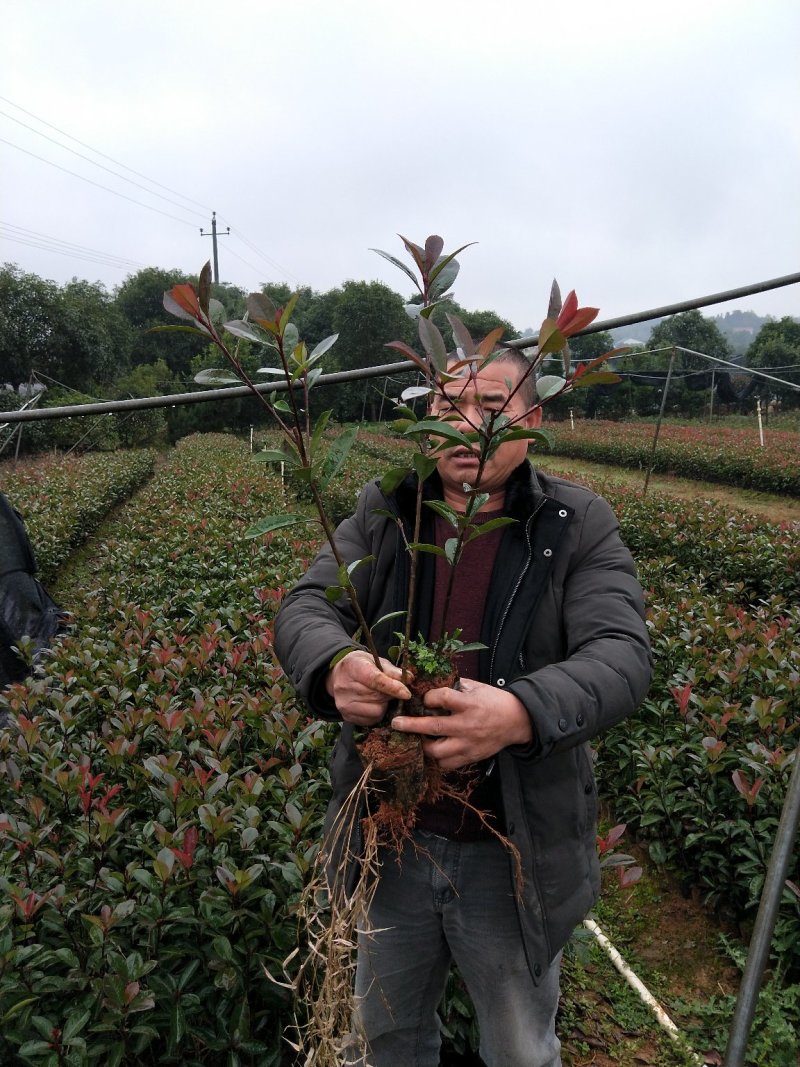 种苗绿化苗木红叶石楠苗红叶石楠树红叶石楠