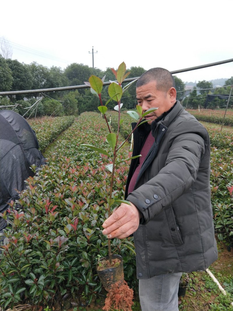 种苗绿化苗木红叶石楠苗红叶石楠树红叶石楠
