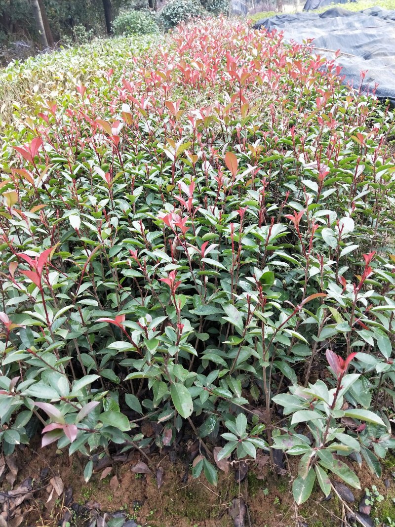种苗绿化苗木红叶石楠苗红叶石楠树红叶石楠