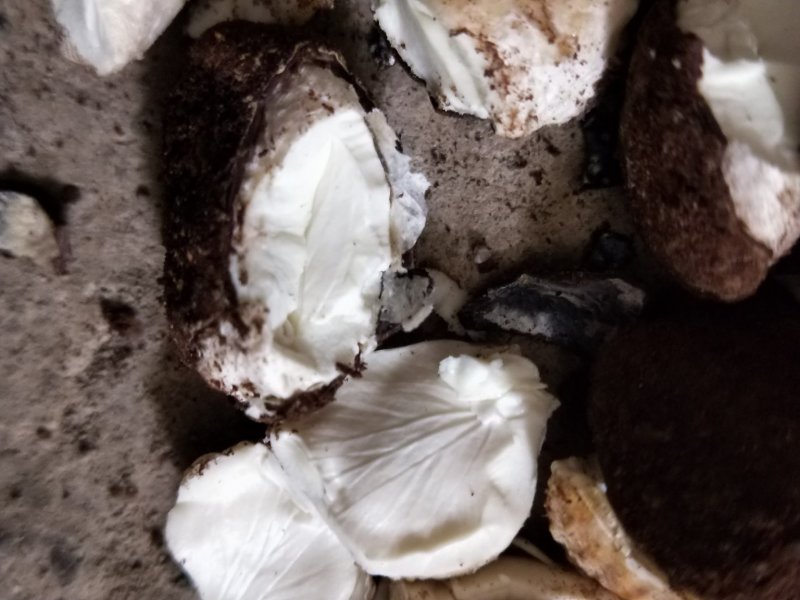 桐油籽