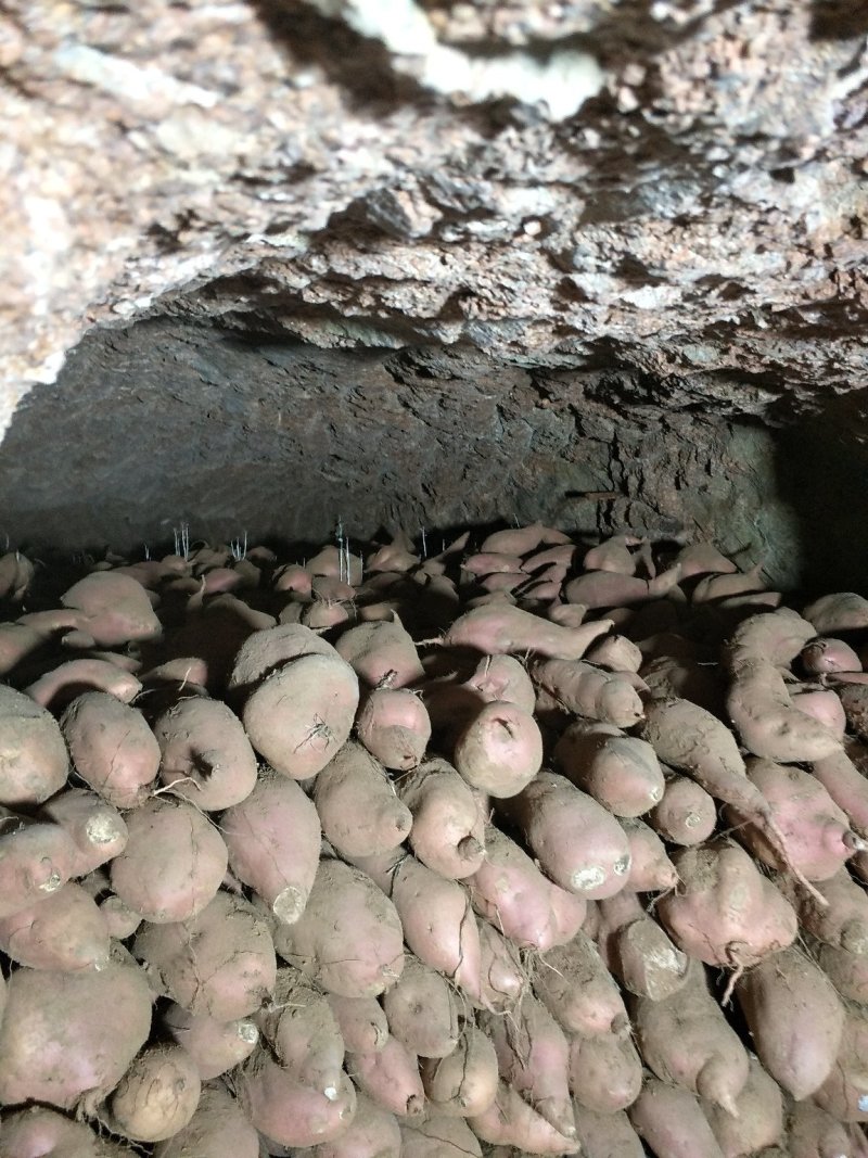 大量供应日照地瓜