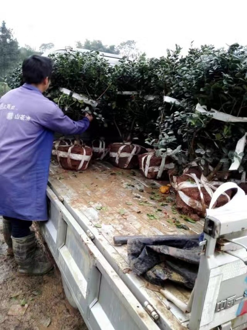 批发80cm大的无刺枸骨精品球，精品无刺枸骨球