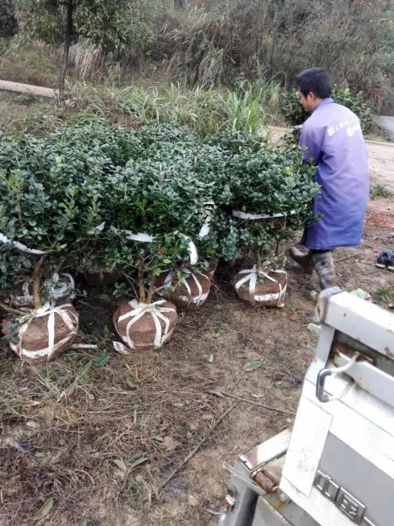 批发80cm大的无刺枸骨精品球，精品无刺枸骨球