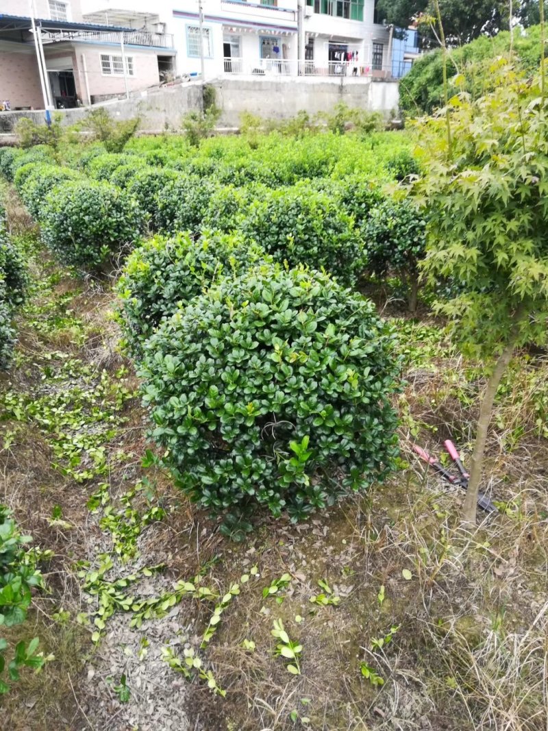 批发80cm大的无刺枸骨精品球，精品无刺枸骨球