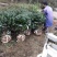 批发冠幅80cm的茶梅精球