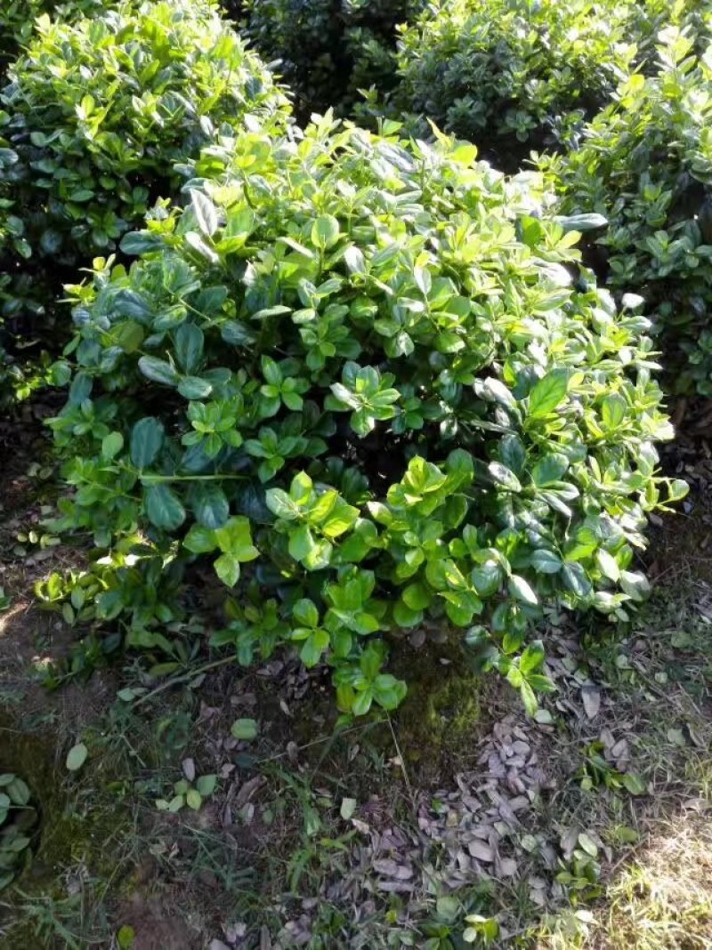 批发冠幅80cm的茶梅精球