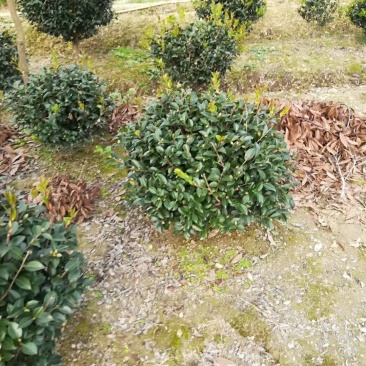 批发冠幅80cm的茶梅精球