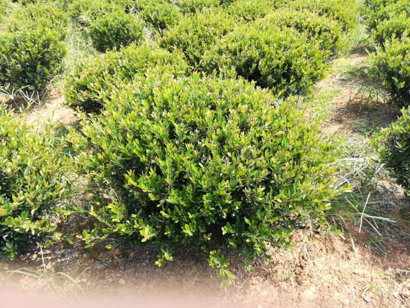 批发冠幅80cm的茶梅精球