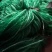 江苏宿迁沭菊花种植网爬藤网大量供应价格便宜欢迎咨询下单