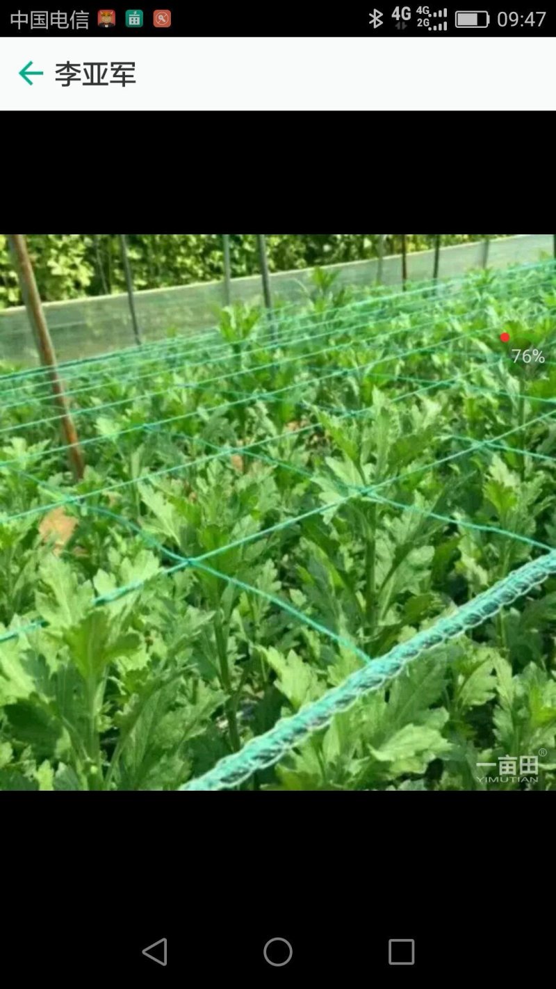江苏宿迁沭菊花种植网爬藤网大量供应价格便宜欢迎咨询下单