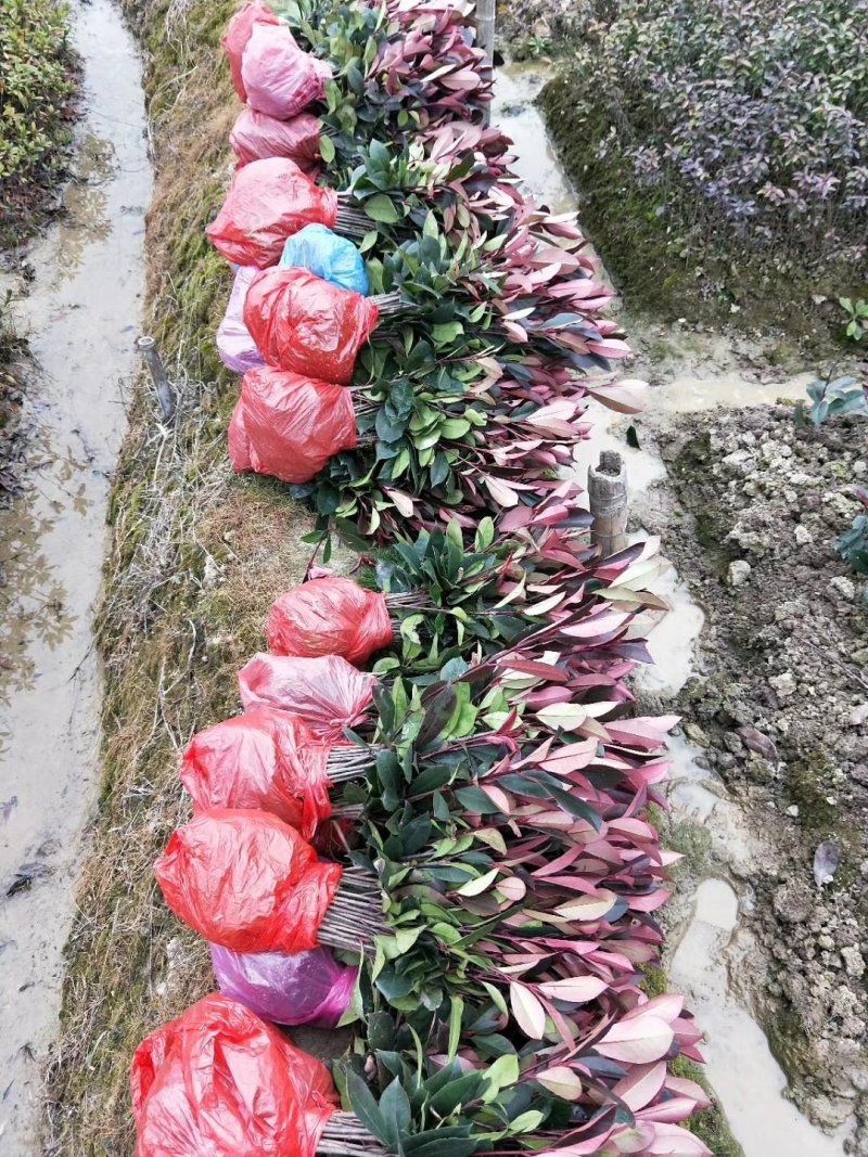红叶石楠小苗基地直发