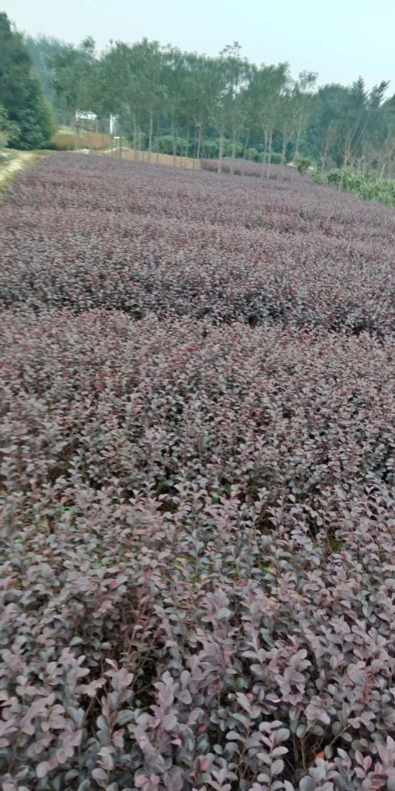 红花继木小苗，20-30cm深红桎木小苗