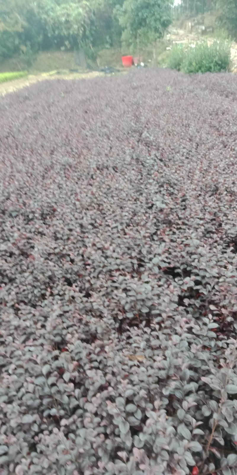 红花继木小苗，20-30cm深红桎木小苗