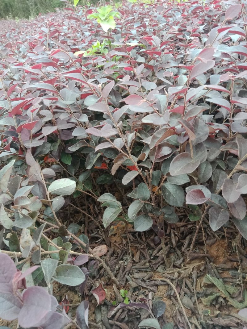 红花继木小苗，20-30cm深红桎木小苗