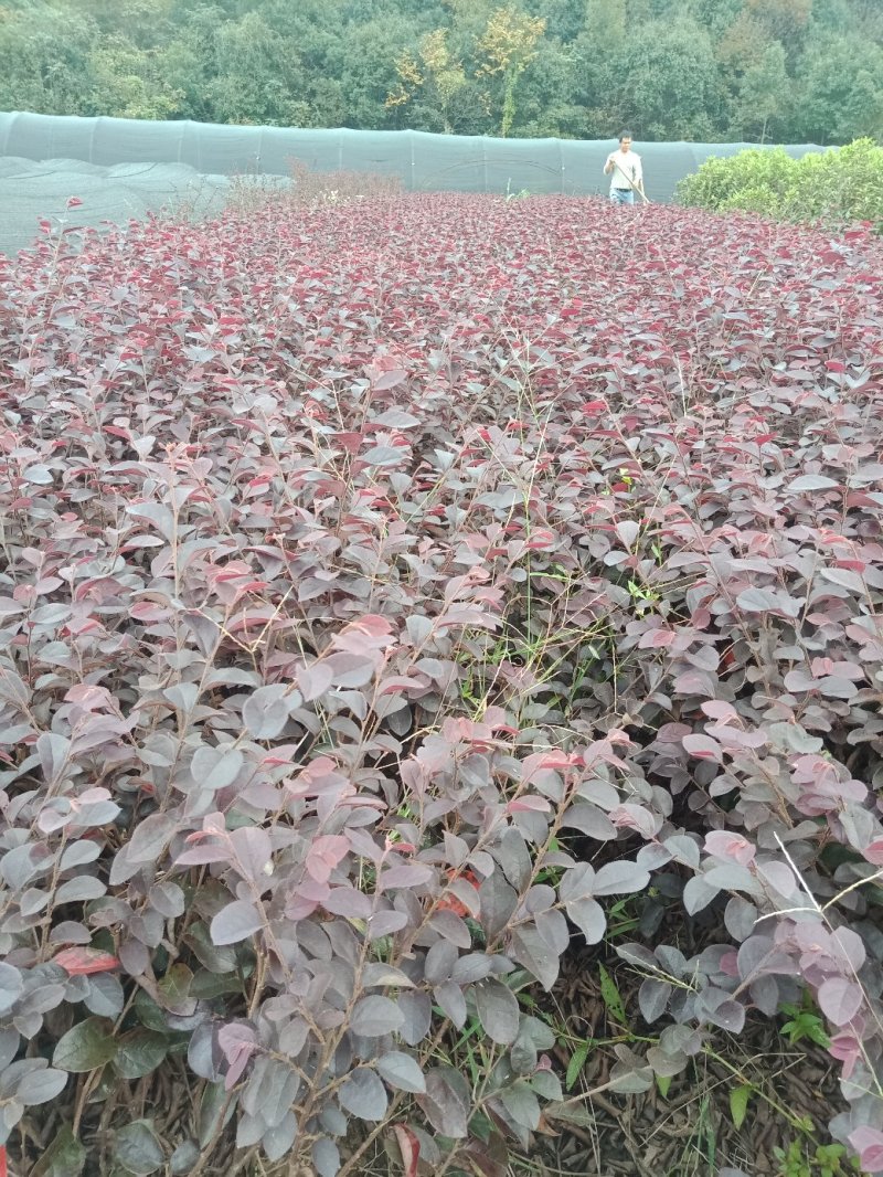 红花继木小苗，20-30cm深红桎木小苗
