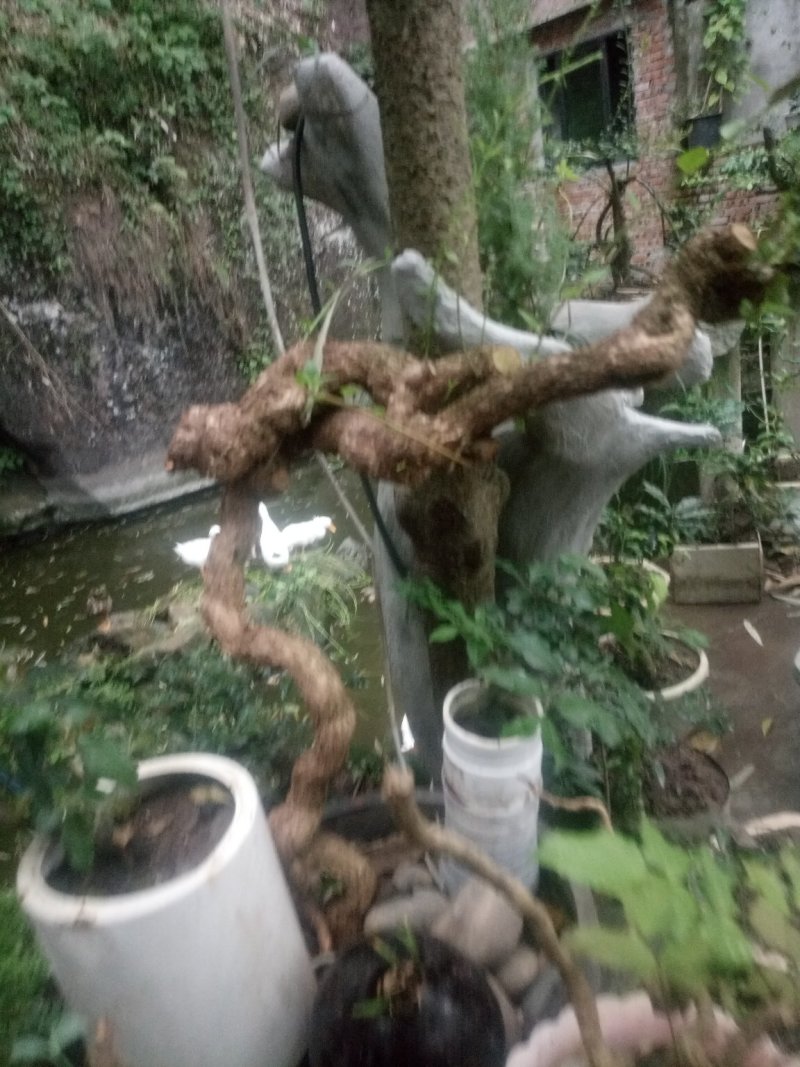 盆景