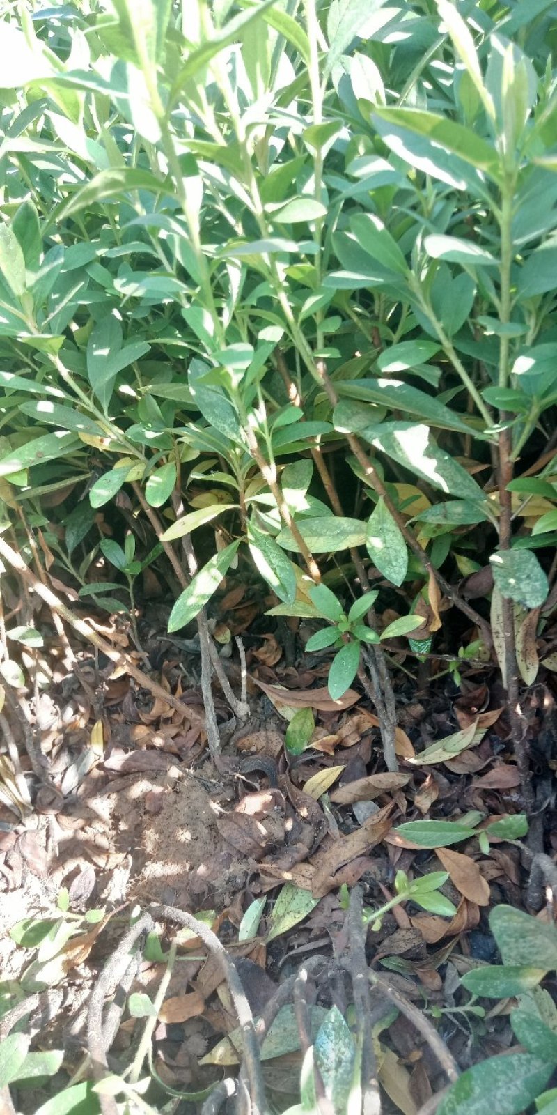 杜鹃，春娟小苗