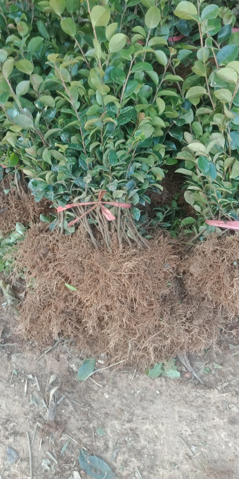 杜鹃，春娟小苗