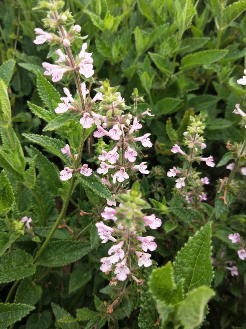 草石蚕，土虫草，累丝菜，地环种子热销中