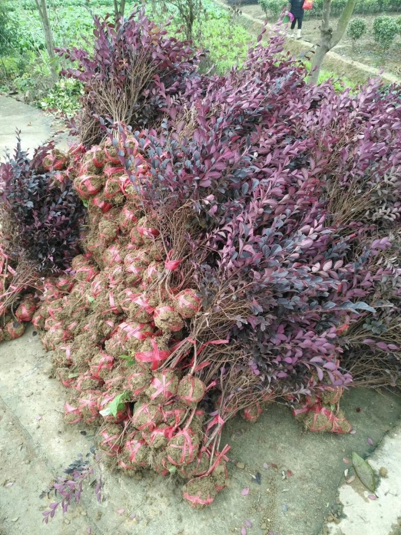 30cm大红继木小毛球，红花檵木小毛球，红桎木毛球