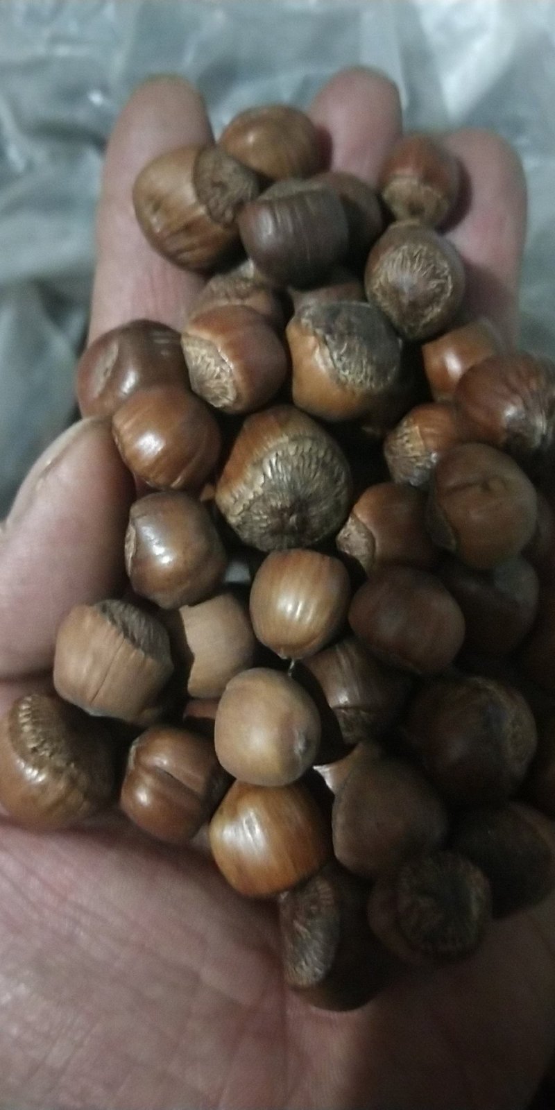 榛子