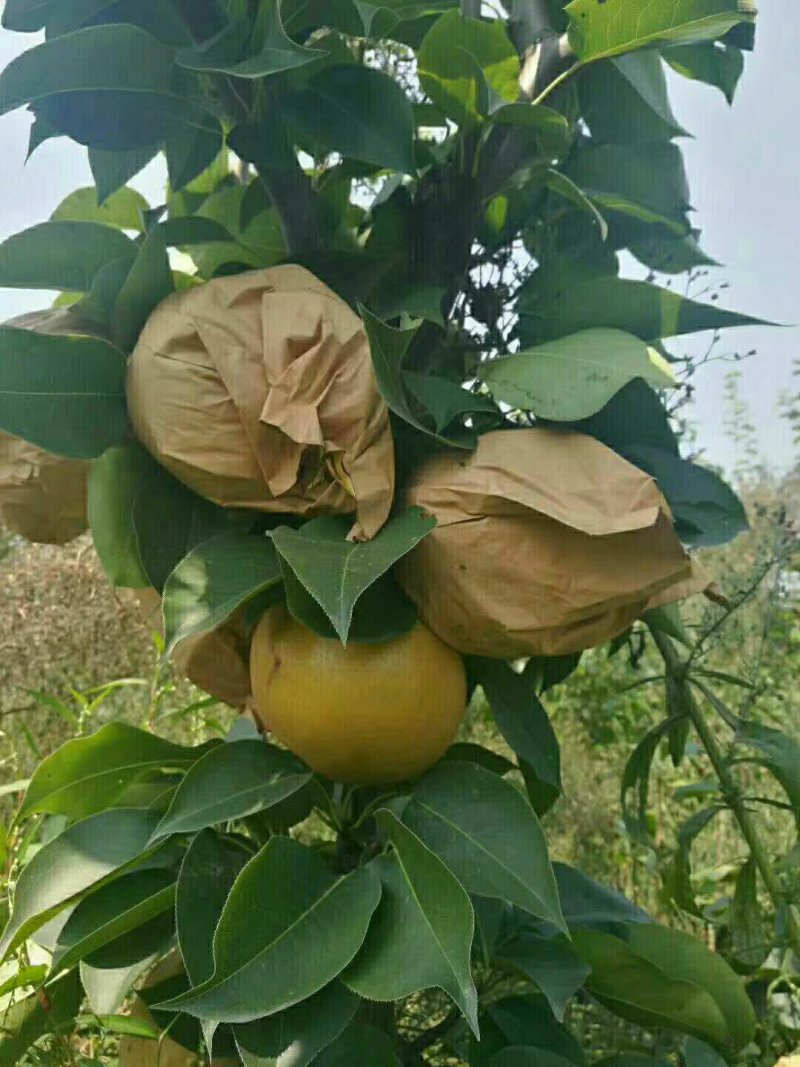 山东晚秋黄梨苗价格，临沂晚秋黄梨苗基地