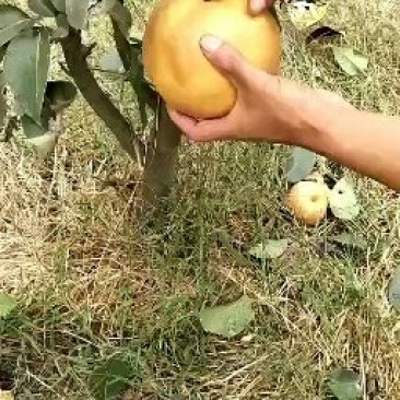山东晚秋黄梨苗价格，临沂晚秋黄梨苗基地