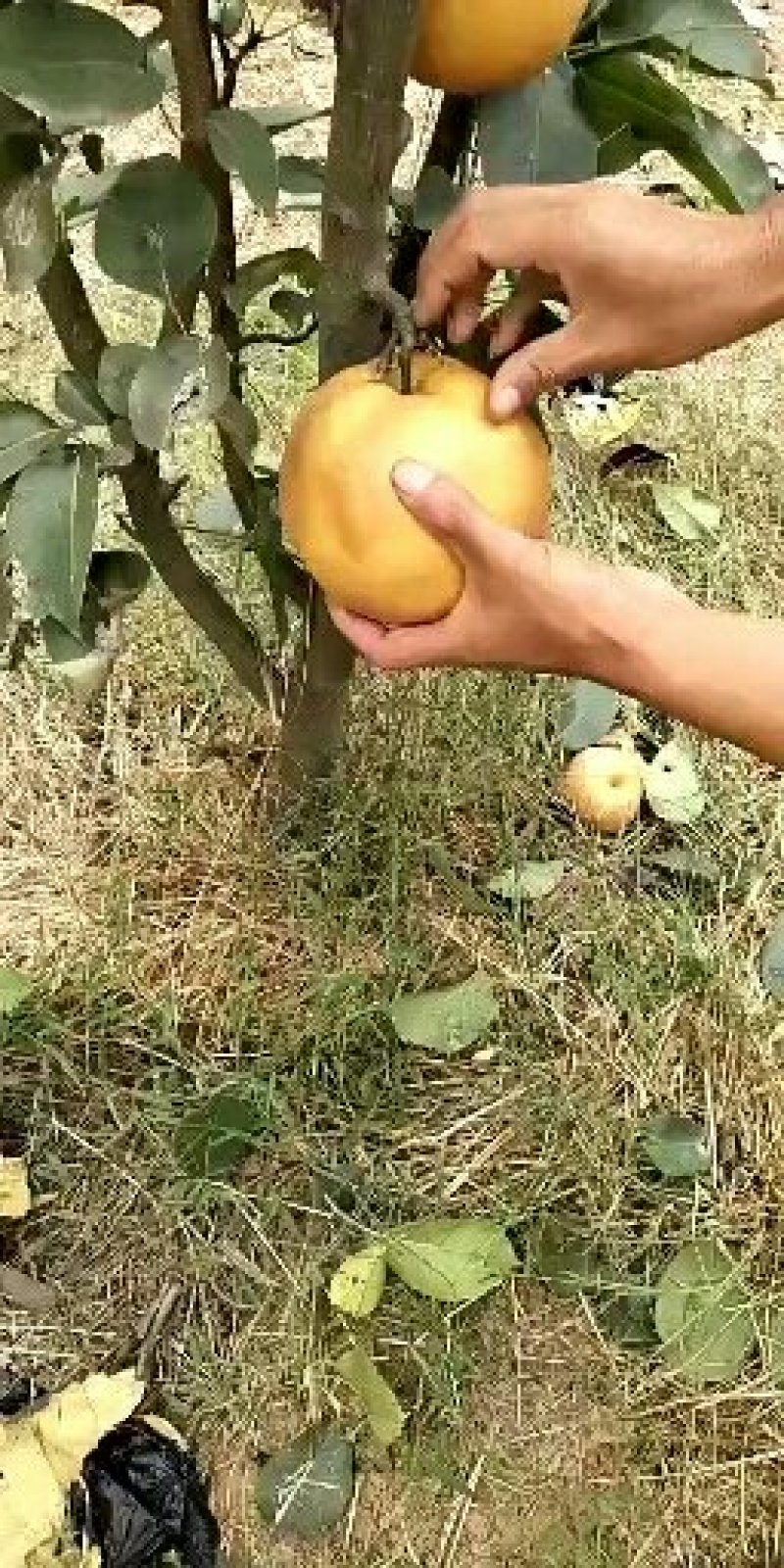 山东晚秋黄梨苗价格，临沂晚秋黄梨苗基地