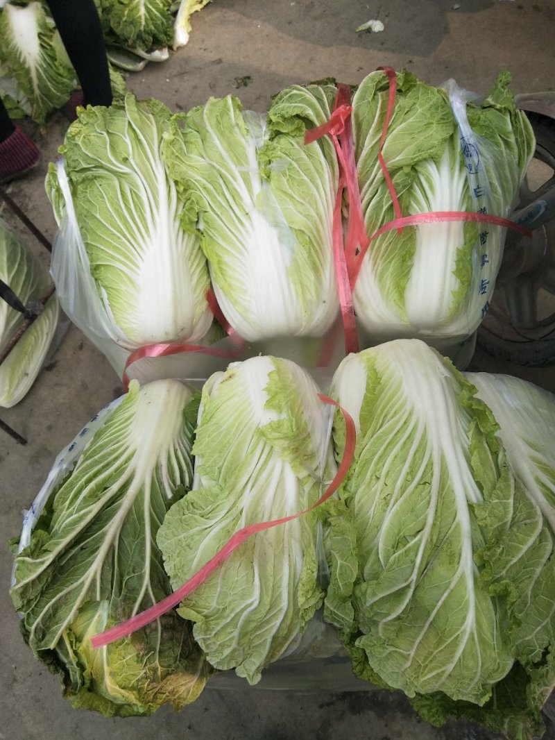 白菜4~6斤净菜精品产地直供
