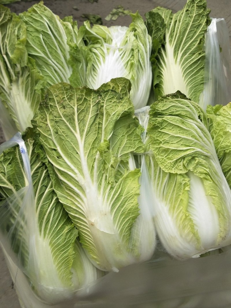 白菜4~6斤净菜精品产地直供