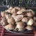 五香开口杏仁。奶油味，五香味，江湖跑摊热卖产品。