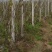 四川眉山大量出售葡萄水泥柱