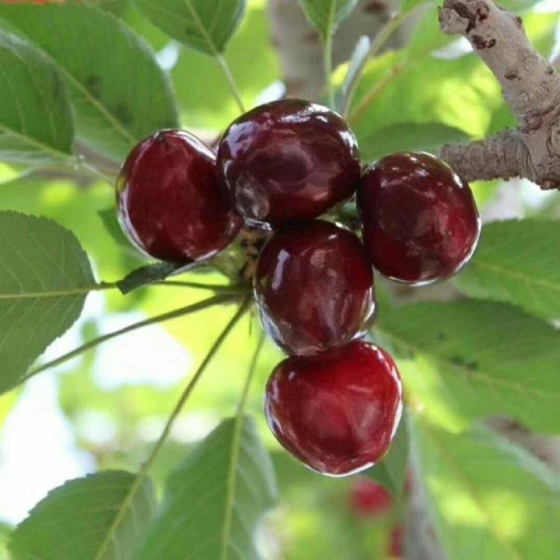 大樱桃车厘子苗，适应南北种植红灯，美早，俄八，冰库