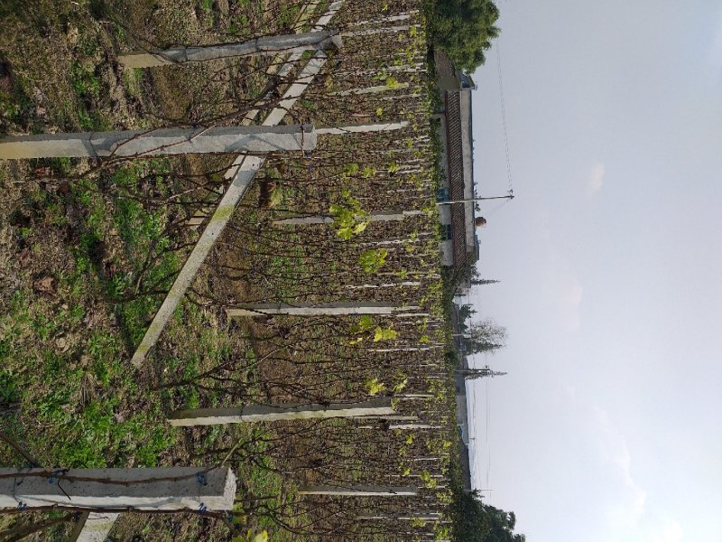 四川眉山大量出售葡萄水泥柱