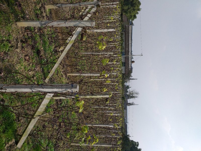 四川眉山大量出售葡萄水泥柱