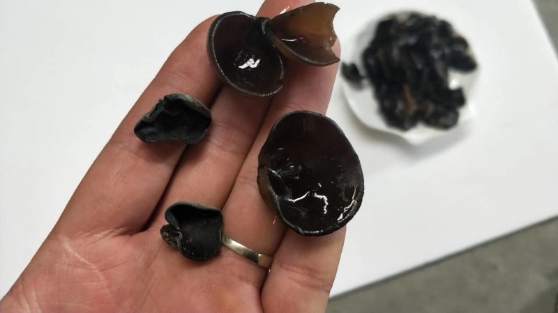 东北小木耳，一件60斤70斤，食用菌鲜货，东北黑木耳。