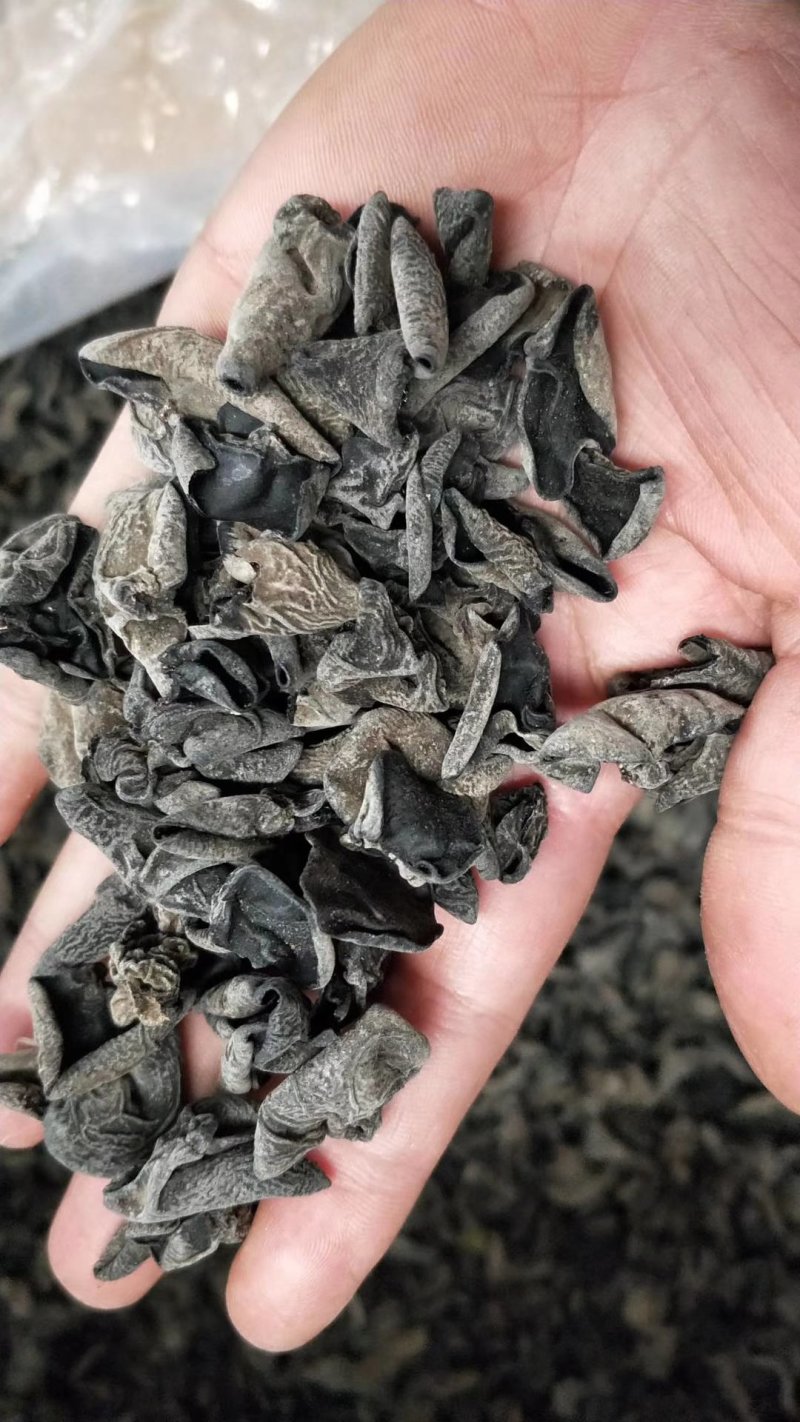 东北小木耳，一件60斤70斤，食用菌鲜货，东北黑木耳。